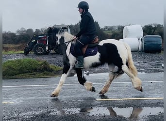 Cob, Jument, 5 Ans, 143 cm, Pinto