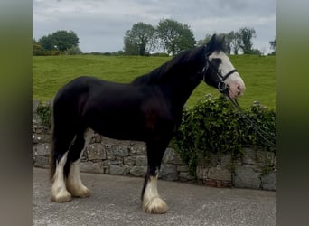 Cob, Jument, 5 Ans, 148 cm, Noir