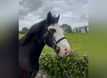 Cob, Jument, 5 Ans, 148 cm, Noir