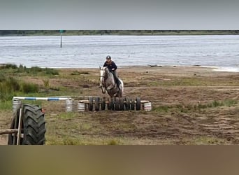 Cob, Jument, 5 Ans, 158 cm