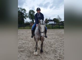 Cob, Jument, 5 Ans, 158 cm