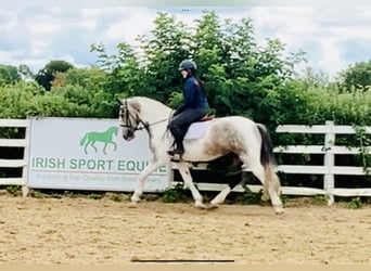 Cob, Jument, 5 Ans, 165 cm, Pinto
