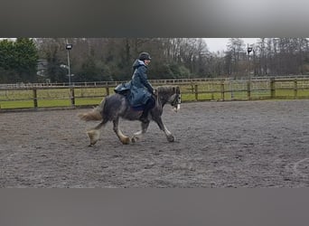 Cob, Jument, 6 Ans, 128 cm, Rouan Bleu