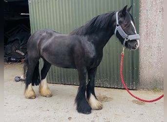 Cob, Jument, 6 Ans, 135 cm, Noir