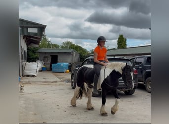 Cob, Jument, 6 Ans, 136 cm, Pinto