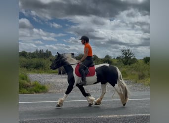 Cob, Jument, 6 Ans, 136 cm, Pinto