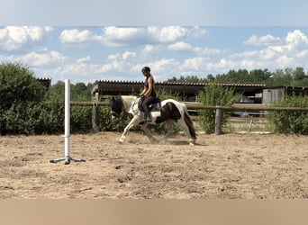 Cob Croisé, Jument, 6 Ans, 145 cm, Tobiano-toutes couleurs