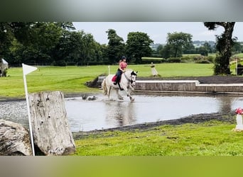 Cob, Jument, 6 Ans, 153 cm, Pinto