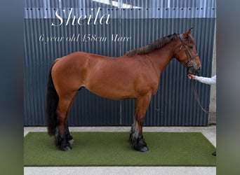 Cob, Jument, 6 Ans, 158 cm, Bai cerise