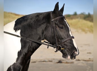 Cob, Jument, 6 Ans, 160 cm, Overo-toutes couleurs