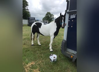 Cob, Jument, 6 Ans, 160 cm, Overo-toutes couleurs