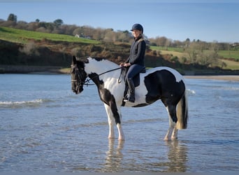 Cob, Jument, 6 Ans, 160 cm, Overo-toutes couleurs