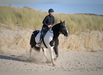 Cob, Jument, 6 Ans, 160 cm, Overo-toutes couleurs