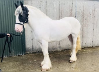 Cob, Jument, 6 Ans, 160 cm, Tobiano-toutes couleurs