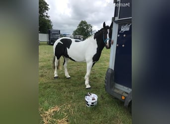 Cob, Jument, 6 Ans, 185 cm, Tobiano-toutes couleurs