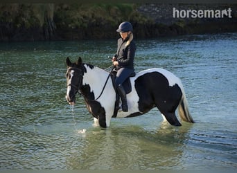 Cob, Jument, 6 Ans, 185 cm, Tobiano-toutes couleurs