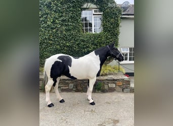 Cob, Jument, 6 Ans, 185 cm, Tobiano-toutes couleurs