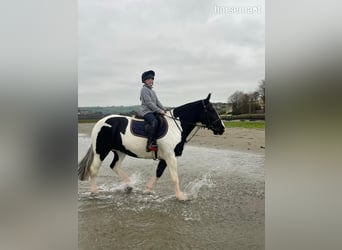 Cob, Jument, 6 Ans, 185 cm, Tobiano-toutes couleurs