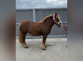 Cob, Jument, 7 Ans, 125 cm, Alezan brûlé