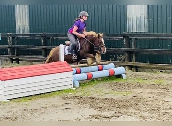 Cob, Jument, 7 Ans, 125 cm, Alezan brûlé