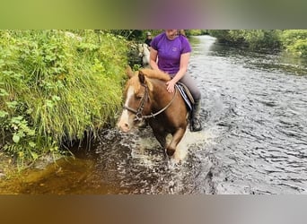 Cob, Jument, 7 Ans, 125 cm, Alezan brûlé