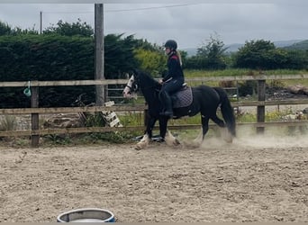 Cob, Jument, 7 Ans, 130 cm, Noir