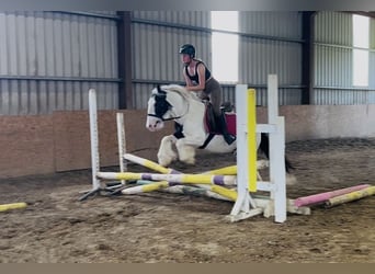 Cob, Jument, 7 Ans, 134 cm, Pinto