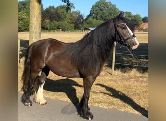 Cob, Jument, 7 Ans, 138 cm, Bai