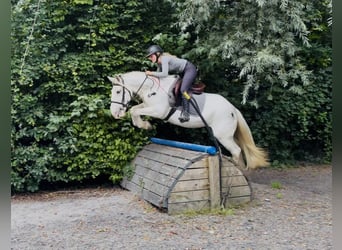 Cob, Jument, 7 Ans, 142 cm, Gris moucheté