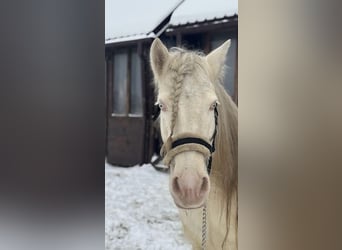 Cob, Jument, 7 Ans, 143 cm, Cremello
