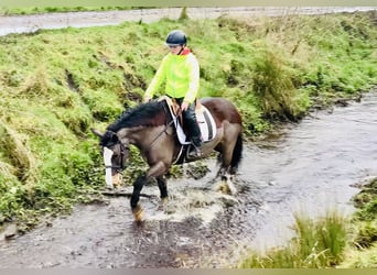Cob, Jument, 7 Ans, 147 cm, Bai