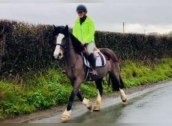 Cob, Jument, 7 Ans, 147 cm, Bai