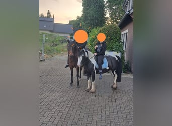 Cob, Jument, 8 Ans, 137 cm, Pinto