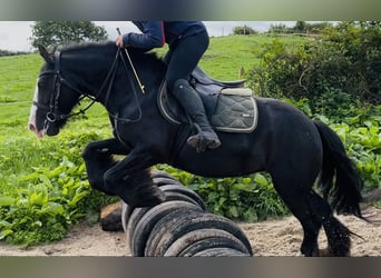 Cob, Jument, 8 Ans, 138 cm, Noir