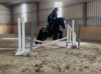 Cob, Jument, 8 Ans, 138 cm, Noir