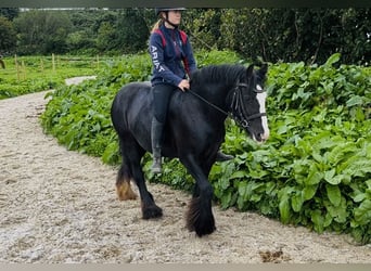 Cob, Jument, 8 Ans, 138 cm, Noir
