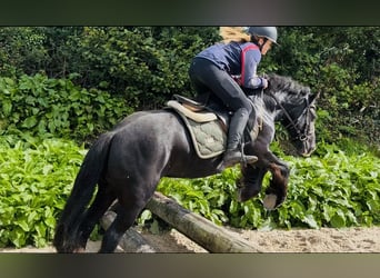 Cob, Jument, 8 Ans, 138 cm, Noir