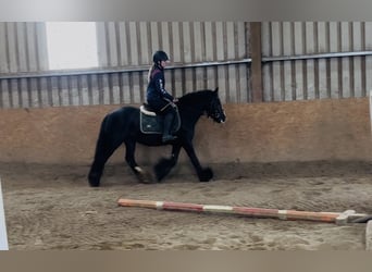 Cob, Jument, 8 Ans, 138 cm, Noir