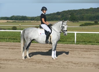 Cob, Jument, 8 Ans, 146 cm, Gris