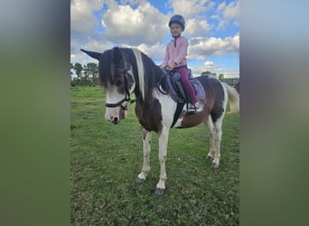 Cob Croisé, Jument, 8 Ans, 148 cm, Pinto