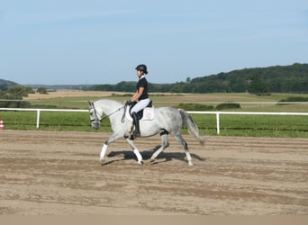 Cob, Jument, 8 Ans, 150 cm, Gris