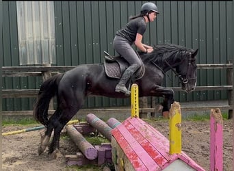 Cob, Jument, 8 Ans, 156 cm, Noir