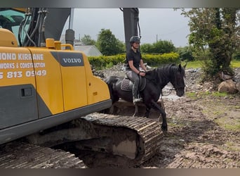 Cob, Jument, 8 Ans, 156 cm, Noir