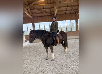 Cob, Jument, 8 Ans, 157 cm, Alezan brûlé