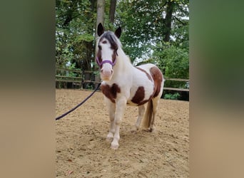 Cob, Jument, 9 Ans, 137 cm, Pinto