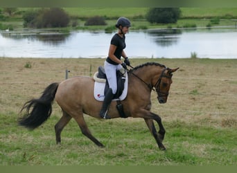 Cob, Jument, 9 Ans, 154 cm, Buckskin