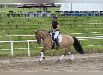 Cob, Jument, 9 Ans, 154 cm, Buckskin