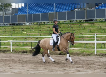 Cob, Jument, 9 Ans, 154 cm, Buckskin