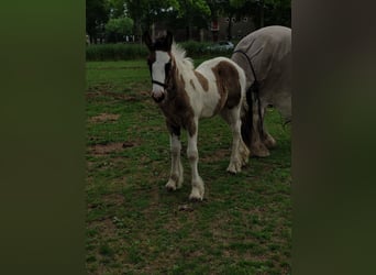 Cob, Jument, Poulain (05/2025), 168 cm, Pinto