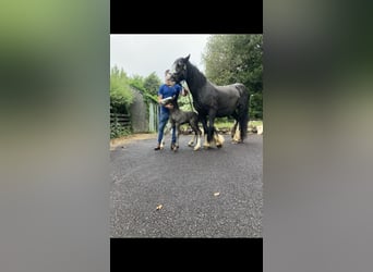 Cob Croisé, Jument, Poulain (06/2023), Noir
